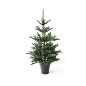 Questa splendida fotografia cattura lemozione del Natale con un pino conifera, lAbete rosso Henderson, che fa bella mostra di sé nel suo vaso decorativo Unaffascinante pianta che porta con sé latmosfera di gioia e di speranza delle festività natalizie