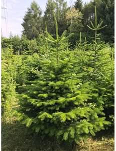 Questa foto cattura unimmagine suggestiva di un abete henderson, una conifera che fa parte della famiglia del pino Un albero di grande dimensione che si trova comunemente allaperto, in un bosco, circondato da una suggestiva vegetazione