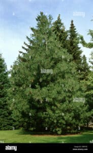 Questa immagine mostra un maestoso Pino Himalayano, un albero conifera che appartiene alla famiglia dei pini e dei abeti La sua imponente presenza, circondata da una rigogliosa vegetazione, conferisce al paesaggio unatmosfera di serenità e di armonia con la natura