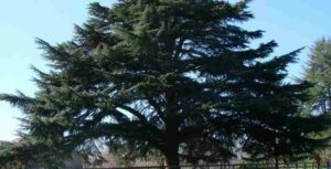 Una pianta di Cedro Himalayano, una conifera dal tronco robusto come un abete o un pino, che si erge maestosa verso il cielo