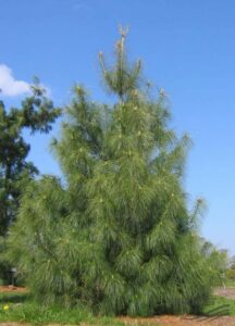 Un bellissimo pino himalayano, un albero conifera che offre una magnifica vegetazione Unimmagine perfetta per rappresentare labbondanza di questa specie di abete