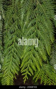 Questa immagine ritrae una pianta di Redcedar, una conifera appartenente alla famiglia Taxaceae, conosciuta anche come Abete rosso o Pino di montagna Si tratta di una pianta che appartiene alla stessa famiglia del Pino e che è spesso usata come albero ornamentale per creare giardini e boschi