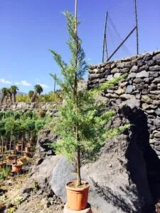 Questa immagine mostra un ginepro rosso Abete piantato in un vaso di terracotta, appoggiato a un muro, in un giardino Unelegante GardenPianta conifere, un albero perenne in vaso, che contribuisce a creare unatmosfera piacevole e accogliente
