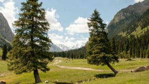 Un abete rosso in uno spettacolare scenario naturale, in mezzo alla vegetazione e conifere allaperto, che si staglia nitido contro il cielo azzurro una vista da cartolina per immortalare un paesaggio unico