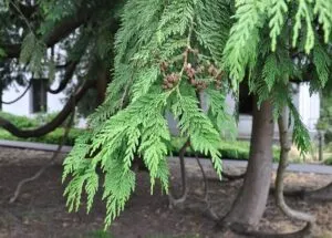 Questa immagine mostra una scena di un tronco rosso di un albero di cedro in mezzo ad una vegetazione ricca di pini e abeti Il cedro è una conifera che cresce in natura e conferisce una particolare bellezza ai paesaggi montani con la sua caratteristica tonalità rossastra