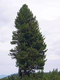 Una scena idilliaca un albero di pino mugo sempreverde dominate lorizzonte, un maestoso esemplare di abete conifera che sfida il passare del tempo Un evergreen che ci ricorda che la natura non smette mai di stupirci