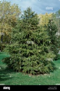 Questa fotografia ritrae una scena idilliaca un albero siberiano di conifera dalle caratteristiche di un abete o di un pino, che si staglia contro il cielo terso La vegetazione circostante ne esalta la bellezza, rendendo questa una visione di serenità e armonia