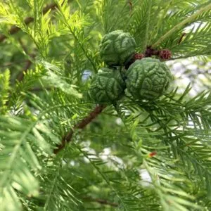 Questa è unimmagine di un calvo cipresso, una pianta conifera di spruce, un albero di pino, abete o larice, un abete rosso, una conifera con una bella silhouette