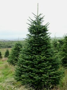 Un maestoso abete normanno, una conifera sempreverde che fa parte della famiglia dei pini, con le sue lunghe foglie che danno vitalità alla vegetazione circostante Un albero che, come tutti gli evergreen, regala al nostro paesaggio unatmosfera di magia e bellezza