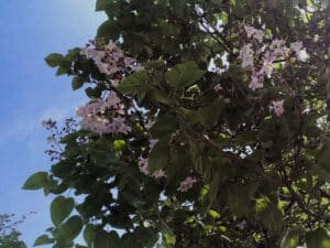 Questa immagine mostra un esemplare di albero di Paulownia, una specie appartenente alla famiglia delle Acanthaceae Si tratta di una pianta erbacea dalle foglie a forma di cespuglio, che produce fiori con petali di colore variabile La vegetazione è visibile allaperto in tutta la sua bellezza