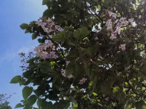 Questa immagine mostra un esemplare di albero di Paulownia, una specie appartenente alla famiglia delle Acanthaceae Si tratta di una pianta erbacea dalle foglie a forma di cespuglio, che produce fiori con petali di colore variabile La vegetazione è visibile allaperto in tutta la sua bellezza