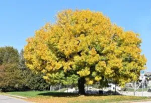 Un frassino bianco che fa da cornice ad una scena di verde vegetazione, alberi, aceri e persino unauto ferma su una panchina, tutto allinterno di un lussureggiante bosco