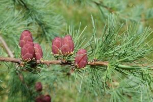 Questa immagine mostra un esemplare di albero di Acero o Larice americano, una specie di Conifero appartenente alla famiglia delle Aceraceae Una bellissima pianta che cresce in ambienti temperati sia in Nord America che in Europa