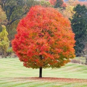 Un albero dacero ricoperto da foglie dorate e arancioni dellautunno che offre una dolce sostanza di zucchero dacero la perfezione della natura