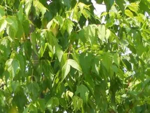 Questimmagine mostra un magnifico acero bianco che sfoggia una bella fioritura di fiorellini in una foschia di foglie verdi La ricca vegetazione di questa pianta e lalbero stesso sono una visione di bellezza e di forza