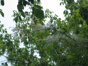 Un acero bianco che si staglia contro la nebbia nella foresta pluviale, circondato da una ricca vegetazione, regalando uno spettacolo di pura natura all'aperto