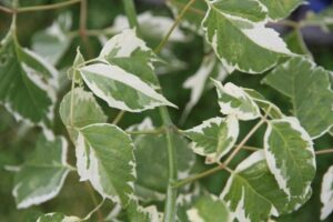 Questa immagine mostra un acero bianco ricoperto di foglie dorate, erba e edera che si estende per la sua base Una magnifica vista della vegetazione che circonda questo albero meraviglioso