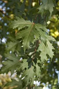 Una foglia dacero argentata dal gusto dolce come lo zucchero, simbolo della vitalità e della longevità di un albero