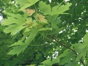 Un albero di acero con una foglia dargento, simbolo di forza e resistenza