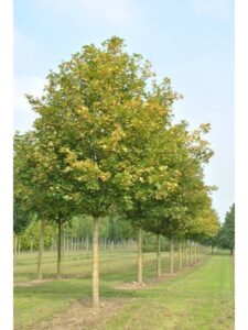 Una scena incredibile un campo ricco di vegetazione, in cui spicca un bellissimo albero di acero con le sue foglie dai colori brillanti che danno vita a uno spettacolo di bellezza naturale