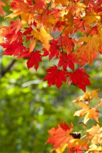 Una foglia di acero, parte di un albero in crescita, rappresenta la possibilità di risolvere problemi e di crescere in modo sostenibile