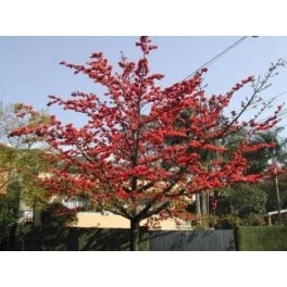 Questa immagine mostra un albero di acero con i suoi rami ricoperti di delicati fiorellini bianchi di cotone, mentre le foglie, grandi e di un bel verde brillante, offrono unatmosfera di serenità e armonia