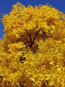 Una foglia doro su di un albero di acero tra la vegetazione una scena da sogno per chi ama la natura e il suo incantevole spettacolo!