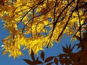 Questa immagine mostra una foglia doro di un acero, un albero dalle foglie particolari che si riconoscono facilmente La foglia è un simbolo di forza, resistenza e longevità