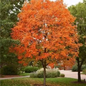 Un albero di acero, con le sue foglie ricoperte di zucchero dacero, ci ricorda come la natura ci offra la sua dolcezza