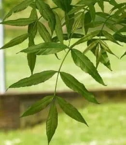 Questa immagine ritrae una foglia grande e a forma di cuore di un albero di quercia o acero Si tratta di una OakFoglia, il simbolo di una pianta dalle radici profonde e resistente