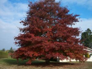 Una quercia rossa, una robusta pianta simbolo di forza e resistenza Un acero alto e possente, un albero che resiste alle intemperie e allo scorrere del tempo