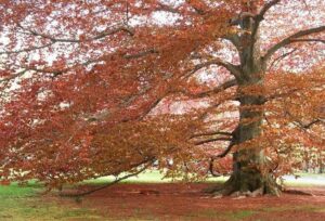 Un autunno dai colori vivaci una quercia rossa si staglia contro un cielo azzurro, con un acero in secondo piano che conferisce un tocco di calore alla scena