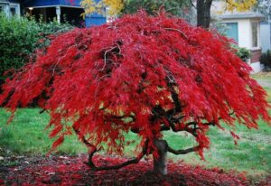 Un albero di Fraxinus caroliniana, una varietà di Acero, con le sue foglie verdi che rappresentano la vitalità della natura