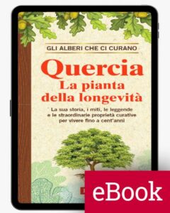 Un maestoso acero erbaceo, con erbe ai suoi piedi e una pianta in vaso a fianco, fa da sfondo per un manifesto pubblicitario di un libro Una quercia si erge in primo piano, come a ricordare che il legno dellacero è una risorsa preziosa