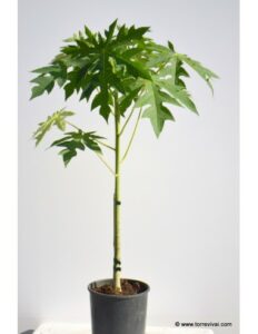 Questa foto mostra unesotica pianta dacero con una grande foglia verde che ricorda la forma di un albero Ricca di frutta succosa e nutriente, questa pianta è un prezioso alimento e prodotto di grande valore