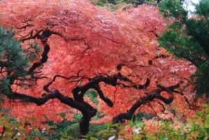 Un acero giapponese in autunno, con le sue foglie dai colori caldi che brillano al sole Un albero magnifico che ricorda la bellezza della natura