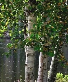 Questa immagine ritrae una scena incredibilmente serena un albero fluviale di Maple che si staglia sul fondo di una foresta di Betulle ed Aceri Una visione di pura bellezza naturale, perfetta per qualunque momento di relax