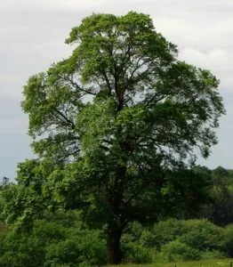 Un albero di Acero, Olmo comune, Quercia e Maple abbraccia il tronco resistente, una scena suggestiva che ci ricorda la forza della natura