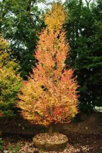 Un albero magico, unacerba foglia unica e sospesa nel boschetto, una pianta fiera in vaso, una vegetazione fogliata che abbraccia la terra, tutti i suoi elementi si uniscono per creare un magico bosco