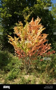 Un albero magico circondato dalle verdi foglie dellacero che emergono dalla vegetazione della foresta; una vista incantevole della natura allaperto, che ci ricorda limportanza del bosco per lecosistema