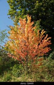 Un acero magico, con le sue foglie che danzano nella brezza, è una vista incantevole La vegetazione lussureggiante dellalbero e la bellezza della sua pianta fanno di questo albero unesperienza magica