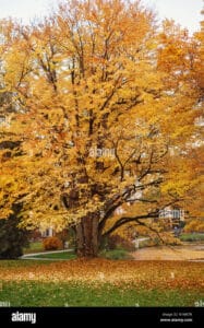 Questa immagine mostra un albero magico che cresce tra i fiori e lerba Il suo tronco è di un magnifico acero, e le sue radici si estendono in profondità nel suolo Le sue foglie sono di un bellissimo verde e i suoi rami si arricciano come se fossero una bella flowerpianta Il fiore che cresce sullalbero è uno spettacolo da vedere, con i suoi colori brillanti e le sue note profonde