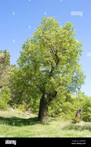 Unimmagine di un albero marocchino quercia WoodQuercia una pianta di acero con un tronco dalbero robusto e resistente, circondato da una densa chioma di rami, che offre unampia varietà di legni pregiati