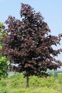 Una pianta di acero nero con albero e fiore una scena incantevole per la primavera!