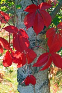 Una suggestiva foto di una betulla rossa che spicca tra gli altri alberi nella foresta Con una foglia di acero che cade dolcemente dal tronco, questa pianta ci ricorda limportanza dellarmonia con la natura