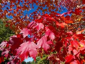 Questa immagine mostra un albero dalle foglie variopinte, con un ramo rosso che si distingue tra una quercia, un acero, un frassino, un platano e unAshFoglia Una visione suggestiva della natura
