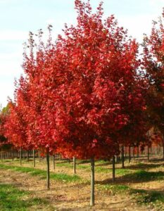 Un ramo rosso di acero che spunta da una robusta pianta, con una foglia ben definita che emerge da un magnifico albero