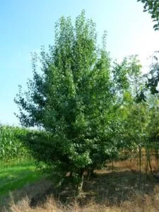 Una vista mozzafiato di un pero selvatico, una pianta di pino e una rigogliosa vegetazione di alberi e cespugli che si estendono allaperto in un bosco di aceri con le loro foglie verdi Una scena idilliaca che porta pace e calma