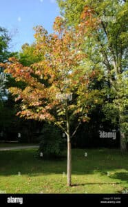 Immagine di un acero in un bosco con scala a serpente in primo piano una scena tranquilla e serena di una pianta, un albero con un tronco spesso e una serie di foglie e vegetazione che creano unatmosfera di pace