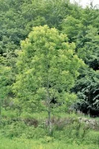 Un paesaggio idilliaco, fatto di una montagna verdeggiante, ricca di piante e alberi di acero, con una lussureggiante vegetazione che si estende a perdita docchio Un luogo incontaminato, dove la natura regna sovrana ed è possibile trascorrere del tempo allaperto in un bosco sereno